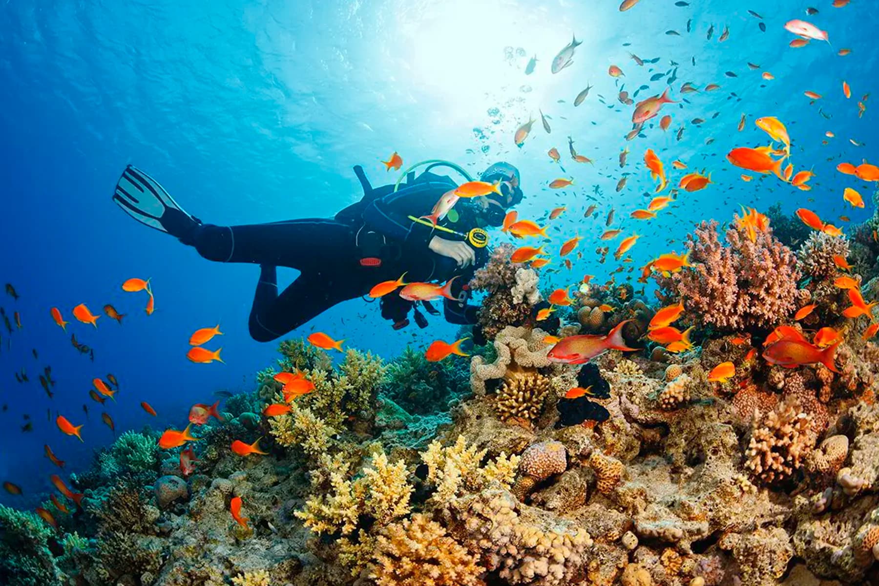 Mini Curso de Buceo